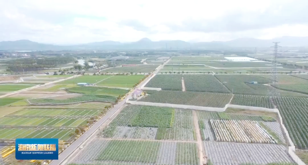 海南南繁硅谷:引領(lǐng)種業(yè)創(chuàng)新的先鋒力量