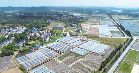 長沙縣啟動第一批種業(yè)小鎮(zhèn)建設 助力現(xiàn)代農業(yè)發(fā)展