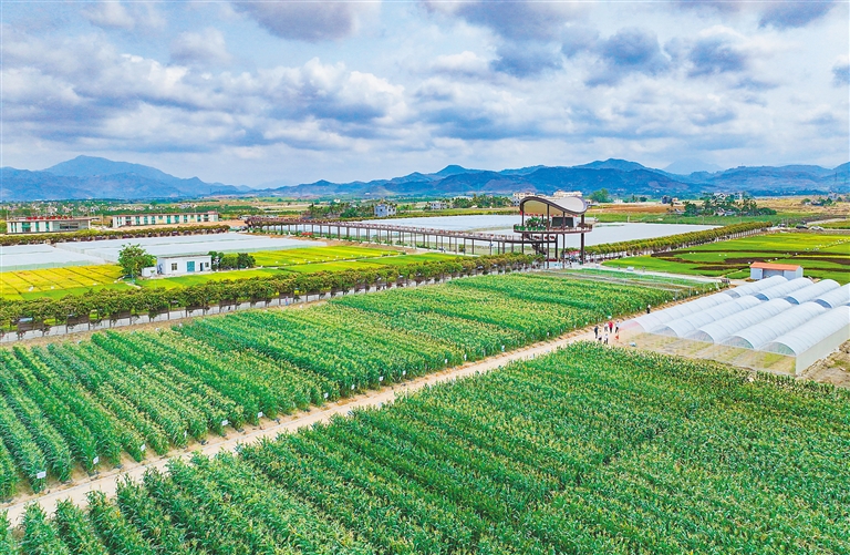 海墾集團堅持“項目為王”，多舉措推進產業(yè)升級與墾地融合