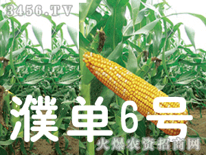 大京九濮單6號 大京九種業(yè)的創(chuàng)新與農業(yè)貢獻