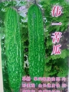 優質苦瓜種子批發指南 壽光宇豐種業的產品與服務