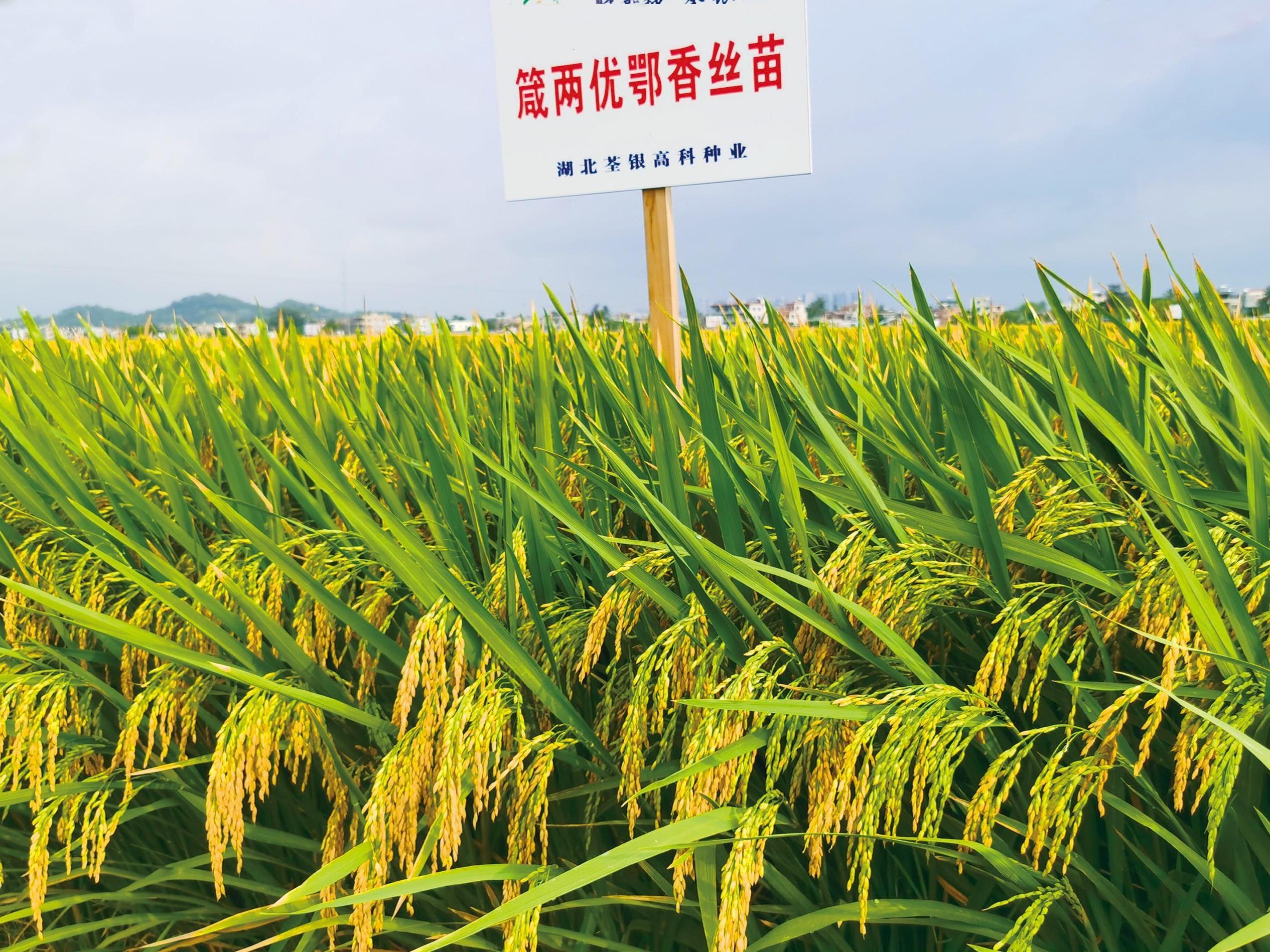湖北荃銀高科種業(yè) 專注于雜交水稻種子的行業(yè)先鋒